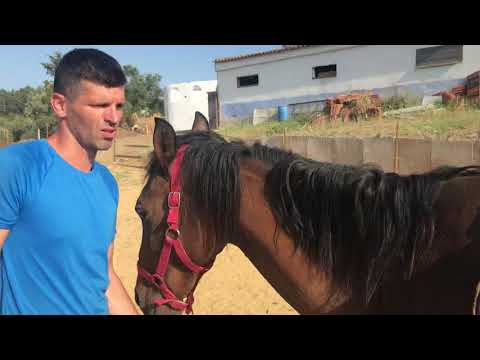 Como colocar a sela no cavalo?