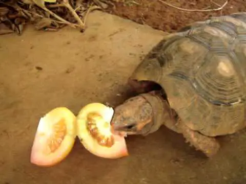 O que a tartaruga mais gosta de comer?